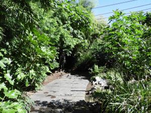 Jungle tropicale