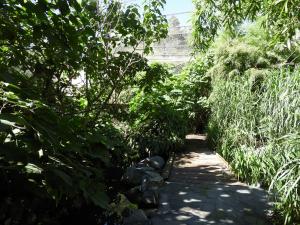 Jungle tropicale
