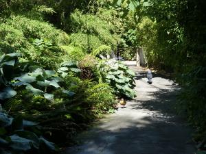Jungle tropicale