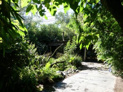 Jungle tropicale - 2020