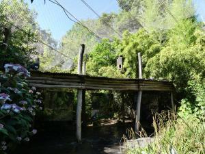 Jungle tropicale