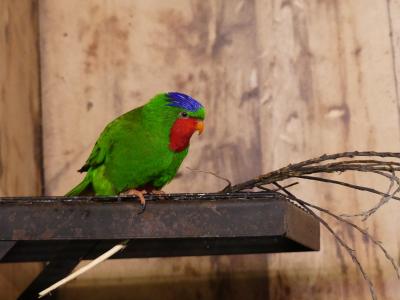 Lori fringillaire - 2020