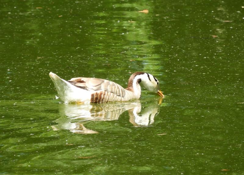 Oie à tête barrée