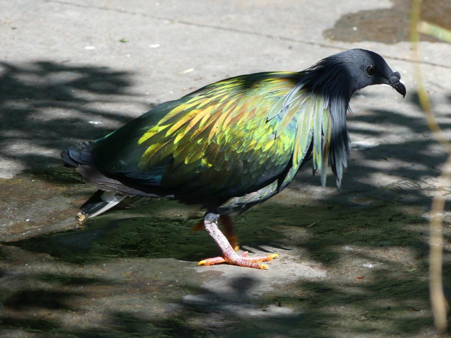 Pigeon de Nicobar