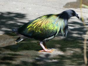 Pigeon de Nicobar