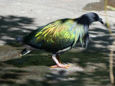 Pigeon de Nicobar - 2020