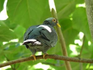 Pigeon rameron