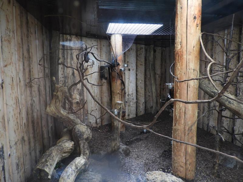 Roussette de Malaisie - Roussette de Lyle