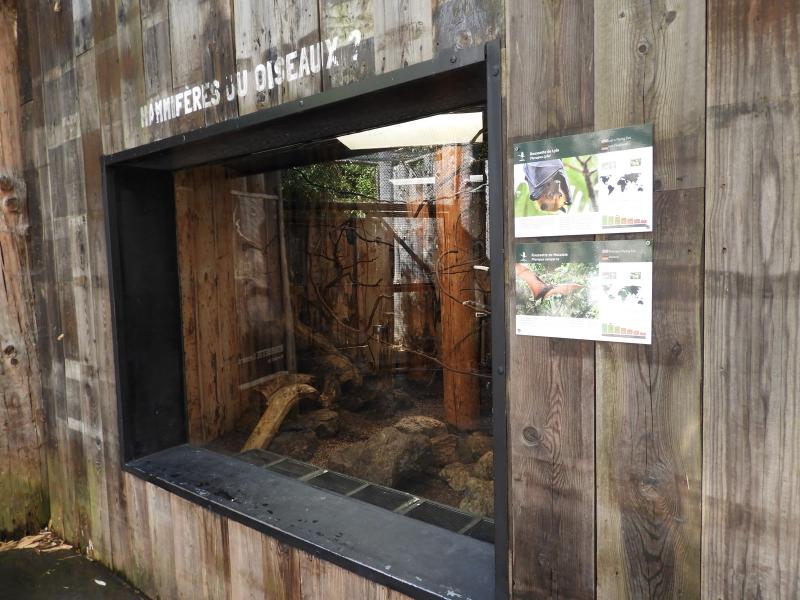 Roussette de Malaisie - Roussette de Lyle