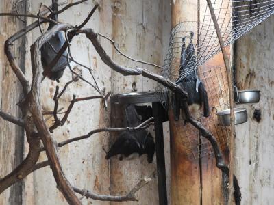 Roussette de Malaisie - Roussette de Lyle - 2020