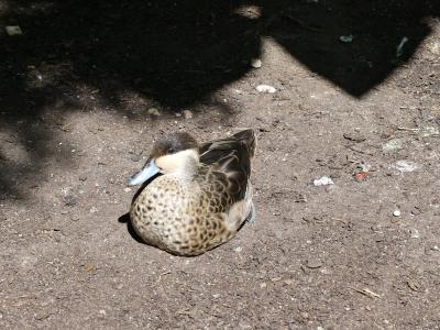 Sarcelle hottentote - 2020