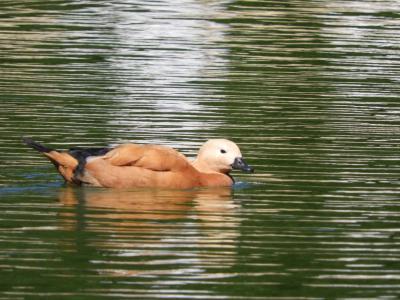 Tadorne casarca - 2020