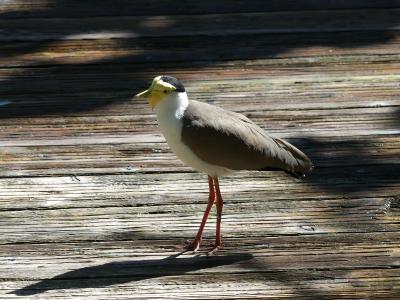 Vanneau soldat - 2020