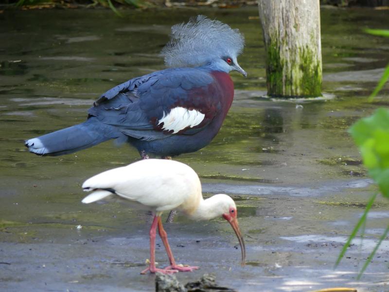 Ibis blanc - Goura de Sclater