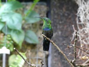 Colibri falle-vert