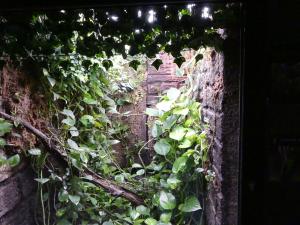 Colibri falle-vert