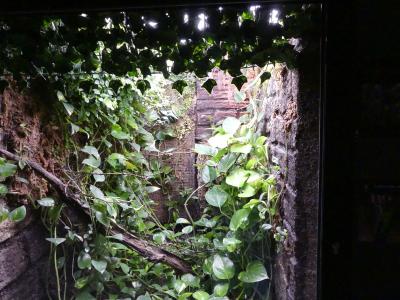 Colibri falle-vert - 2020