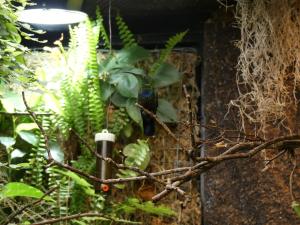Colibri falle-vert