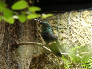 Colibri falle-vert