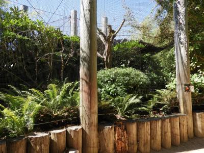 Coq-de-roche péruvien - 2020