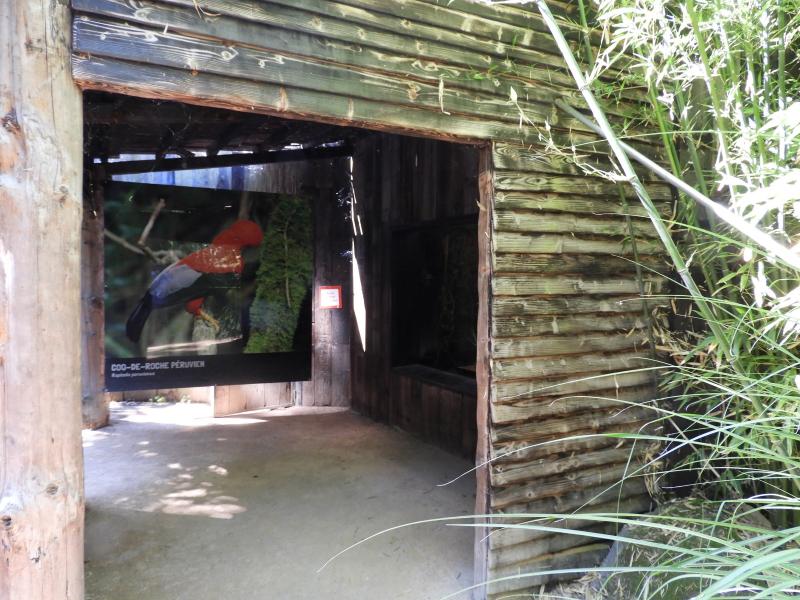 Coq-de-roche péruvien