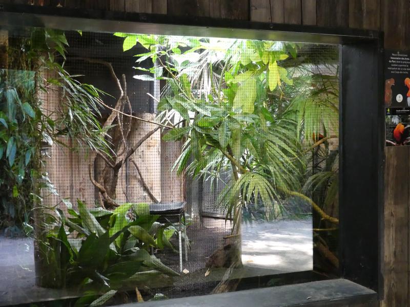 Coq-de-roche péruvien