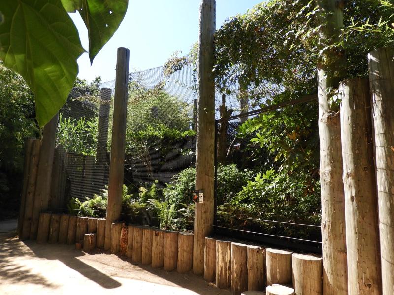 Coq-de-roche péruvien