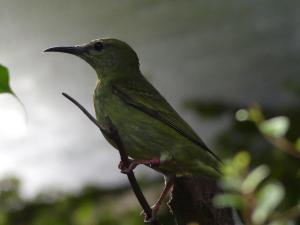 Guit-guit saï