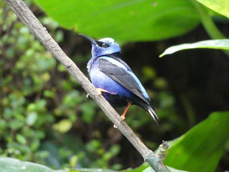 Guit-guit saï - 2020