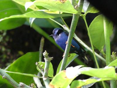 Guit-guit saï - 2020