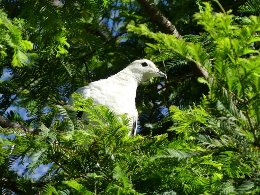 Carpophage blanc