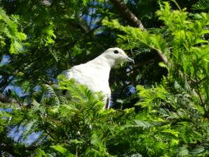 Carpophage blanc