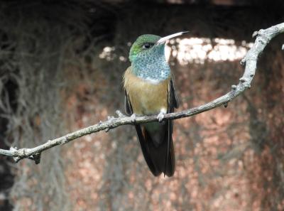 Ariane de Lesson - 2020