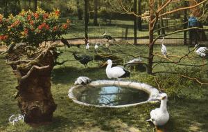 Groupe d'Oiseaux - 1964