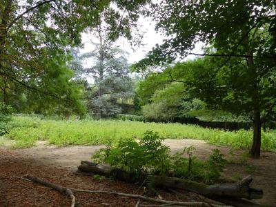 Lama - Nandou - 2019