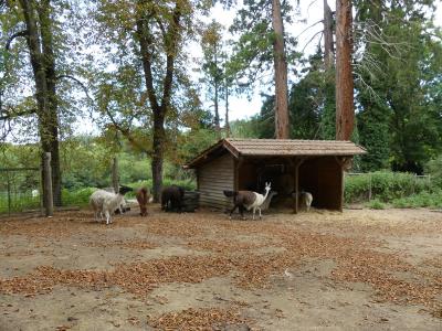 Lama - Nandou - 2019