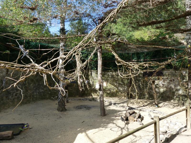 Volière oiseaux australiens - 2019