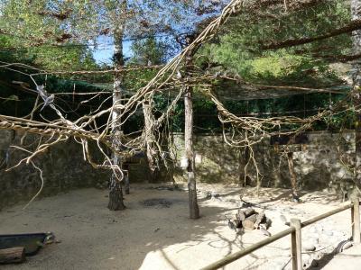 Volière oiseaux australiens - 2019