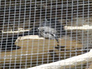 Binturong