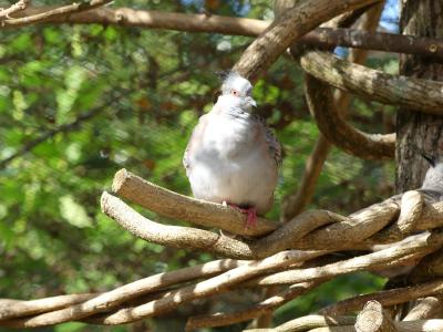 Colombe lophote - 2019