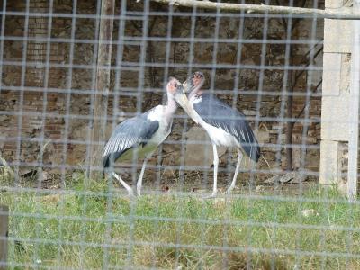 Marabout d'Afrique - 2019