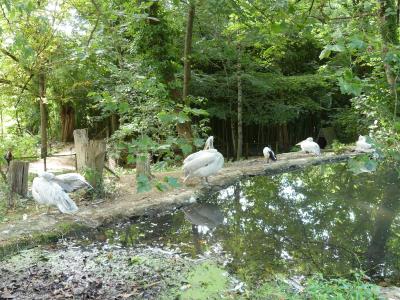 Pélican frisé - 2019