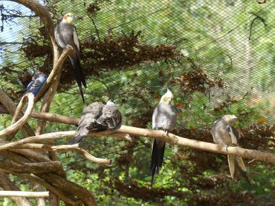 Perruche calopsitte - 2019