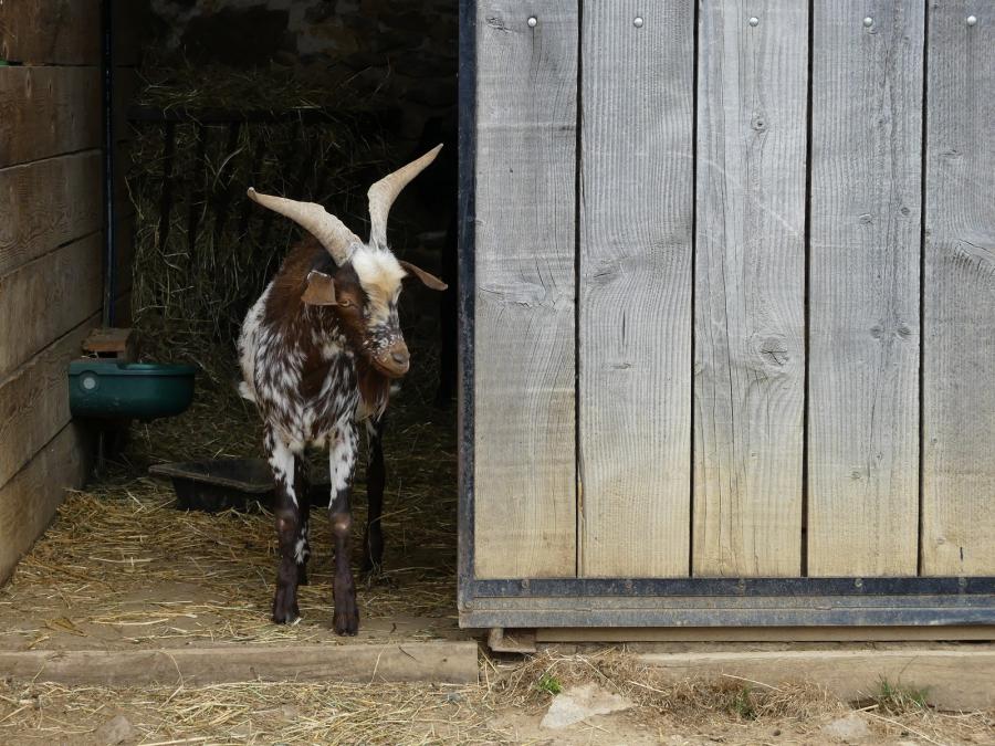 Petite ferme