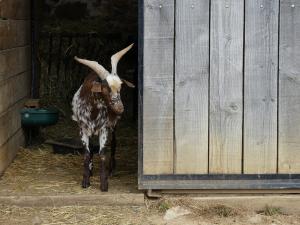 Petite ferme