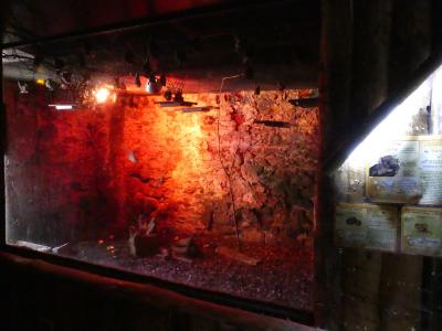 Roussette d'Egypte - 2019