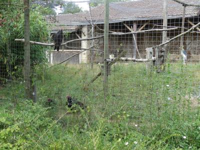 Urubu à tête rouge - Marabout - 2019
