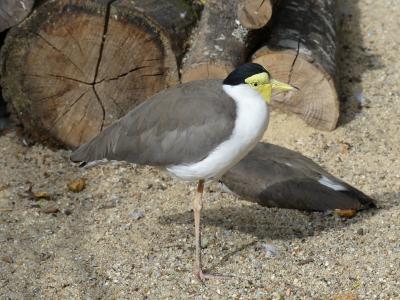 Vanneau soldat - 2019