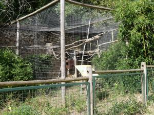 Amazone à nuque jaune