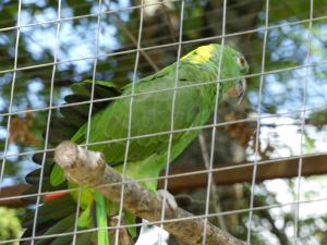 Amazone à nuque jaune
